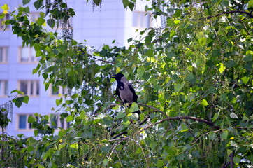 Raven sitting on a tree