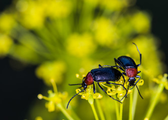 Lema melanopa.
The Cereal Leaf Beetle (Oulema melanopus) is a significant crop pest, discovered by Carl Linnaeus in 1758.