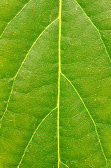 Texture of a green leaf as background