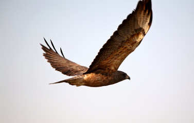 Swainson's Hawk in flight