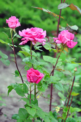 Obraz na płótnie Canvas beautiful pink roses outdoor