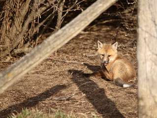 Red Fox pup outside its den