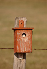 Swallow in bird house
