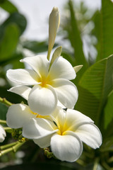 Fototapeta premium plumeria white