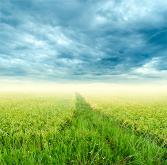 Rice fields and cloud sky for background