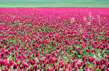 Fototapeta premium blossoming red plants in field