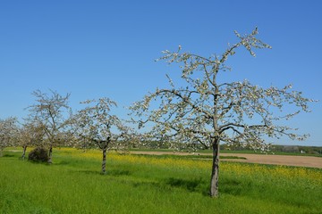bluehende Obstbaeume am Ackerrand im Fruehling in der Ortenau, Baden Deutschland