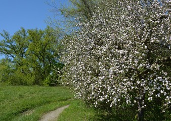 bluehender Busch am Wegrand  im Fruehling in der Ortenau, Baden Deutschland