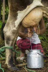 Obraz premium ordeñando a una vaca