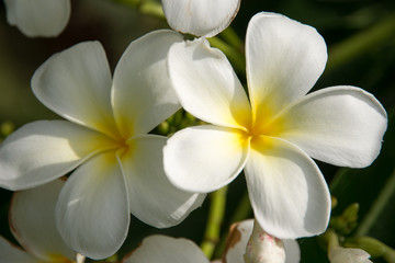plumeria  white