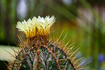 Blooming Cactus Plant