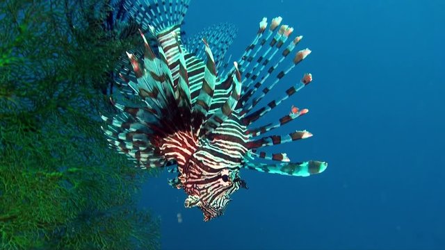 Mix - Scorpionfish - lionfish, devilfish, stonefish