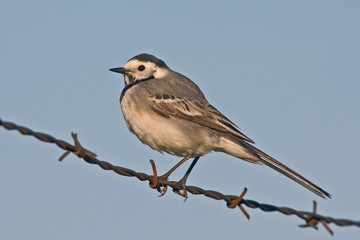 White wagtail (Motacilla alba) sitting on the barbed wire