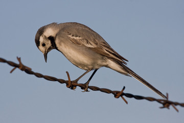 White wagtail (Motacilla alba) sitting on the barbed wire