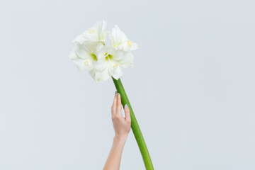 Female hand holding flowers