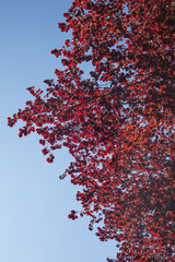 Detail of tree with red leaves