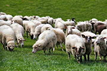 Sheep herd in a green meadow. Spring fields and meadows