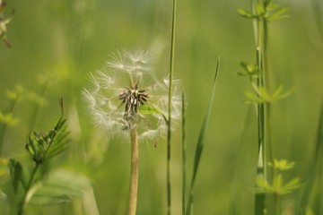 Withered dandelion in a meadow