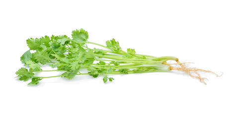 Coriander isolated on white