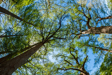 Majestic Cypress Trees