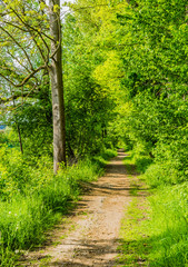 Obraz premium Laubwald Weg Pfad Natur Spaziergang