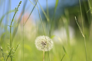 Withered dandelion in a meadow
