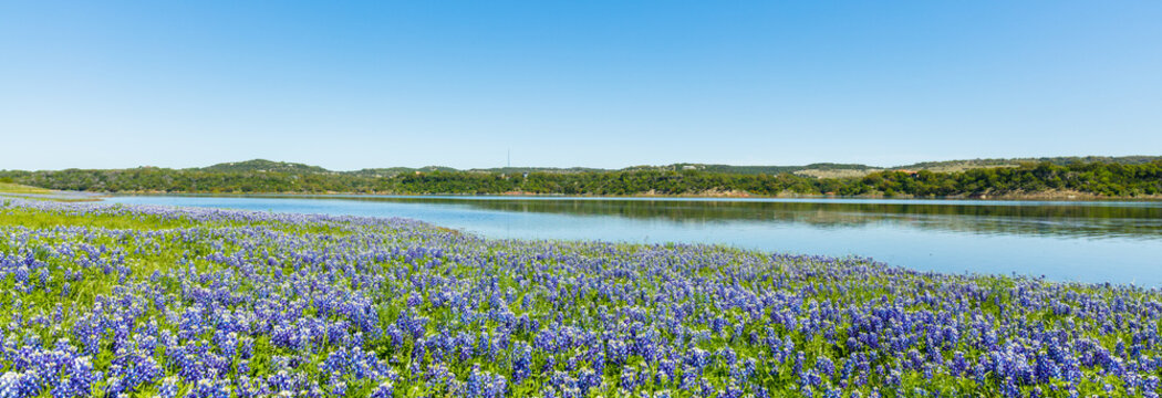 Fototapeta Bluebonnets
