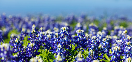 Bluebonnets