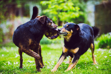 dogs playing and fighting