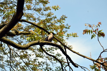Raven sitting on a tree