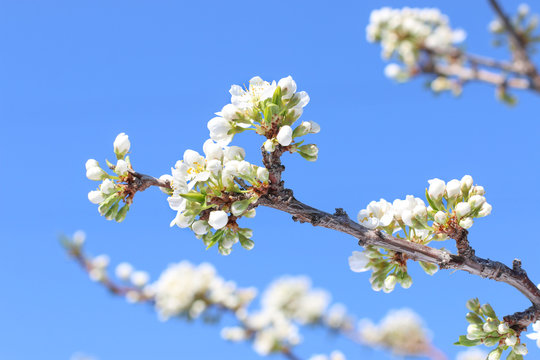 branch of blossoming plum