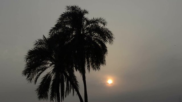 Date palms silhouette at sunset