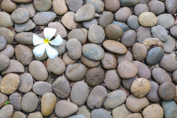 Fallen flower on stone backgound