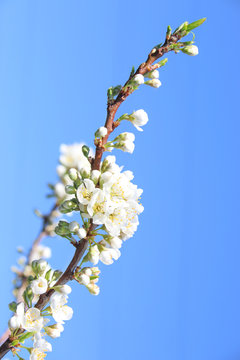 branch of blossoming plum