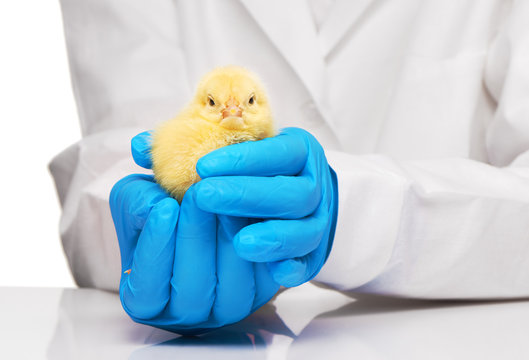 Veterinarians hands in blue gloves holding yellow chicken