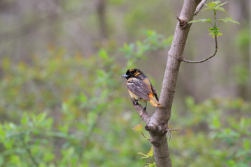 Northern Oriole young male perched on branch in early morning