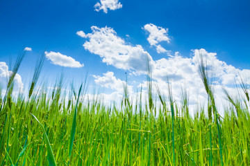 green field of wheat on blue sky background - wide angle view