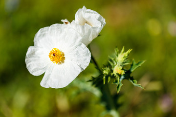 Fototapeta premium White Poppy Wildflower