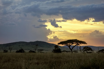 Sunset in the savannah