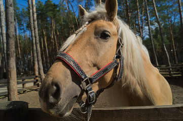 A portrait of nice horse.