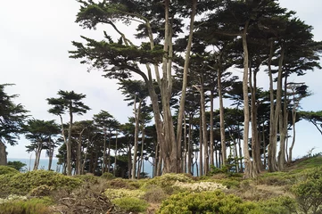 Fotobehang View to the Lands End, overlooking San-Francisco Bay. © larisa_stock