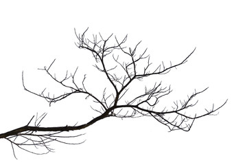 Dead branches.