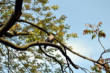 Raven sitting on a tree