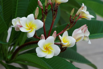 white Plumeria or Frangipani flowers. blossom of tropical tree