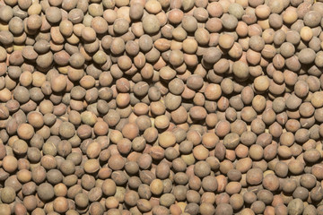 Roasted soybeans  pattern as background