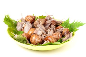 live snails on a plate with grape leaves white background