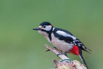 Buntspecht