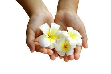Plumeria or Frangipani flower in children's hand isolate white b