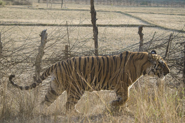 Fototapeta premium A Male Bengal Tiger marking his territory.Image taken during a tiger safari at Bandhavgarh national park in the state of Madhya Pradesh in India.Scientific name- Panthera Tigris 