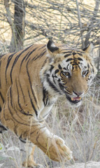 A Male Bengal Tiger in his natural habitat.Image taken during a tiger safari at Bandhavgarh national park in the state of Madhya Pradesh in India.Scientific name- Panthera Tigris 